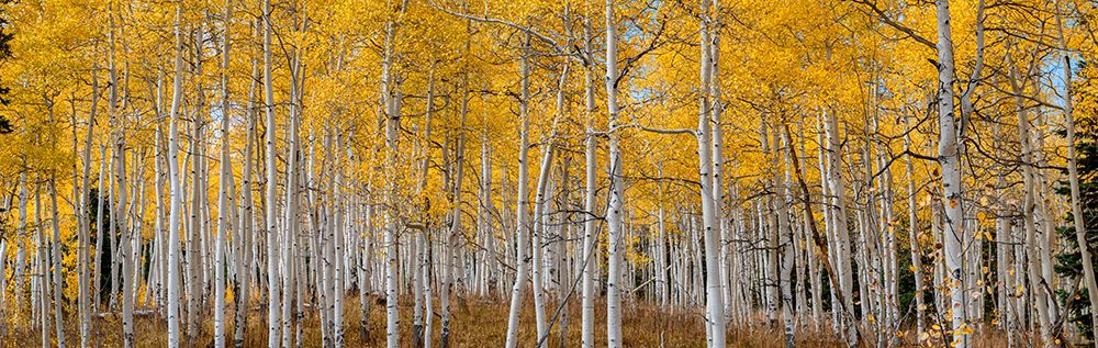 Aspen grove in fall glows in this image. Rocky Mountains-Colorado-USA. art print by Betty Sederquist for $57.95 CAD